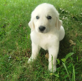 Zlatý retrívr / retriever - 2