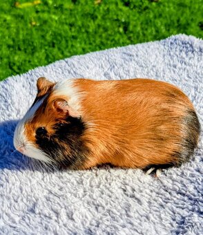 Prodáme morčata - 2