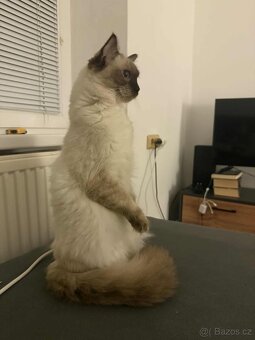 Hledám kocoura ke krytí - 2