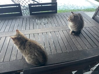 Daruji 2 kocourky - 2