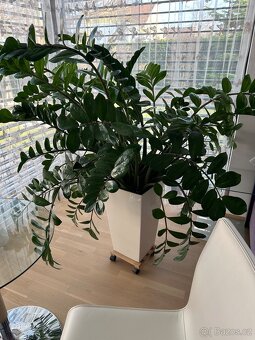 Pokojova kvetina - 2