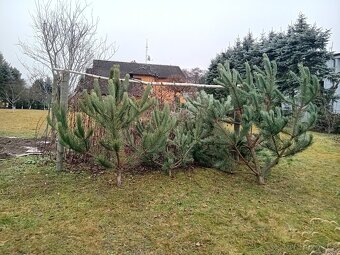 Vánoční stříbrný smrk, borovice, jedle; jedl., bor., větve - 2