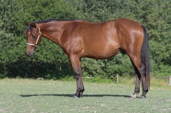 QH valach 2022 - 2
