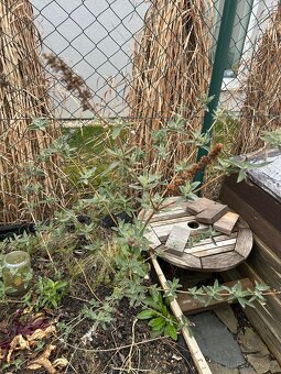 motýlí keř, Komule Davidova, Buddleja davidii - modrý - 2