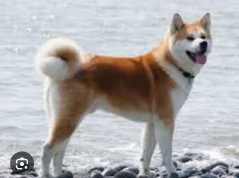 Akita inu - 2