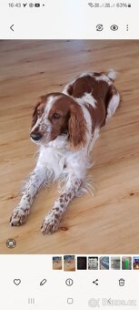 Štěňátka wss - welshspringerspaniel - 2
