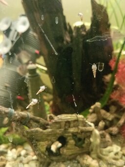 Akvarijní sneci - 2