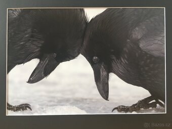 Fotografie Havraní láska - 2