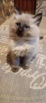 Ragdoll kotatka ,kotata - 2