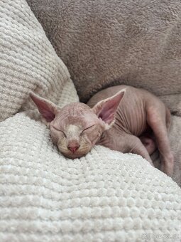 Sphynx - 2