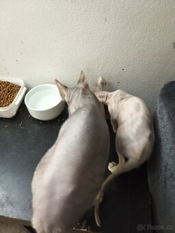 Sphynx holcicka - 2