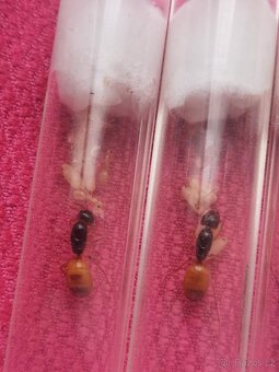 Camponotus fedtschenkoi - 2