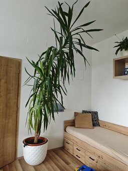 Vzrostlá juka (280 cm) - 2