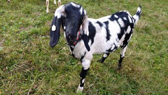 Anglinubijske kozičky - 2