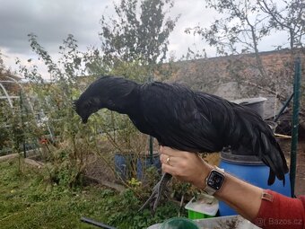 Ayam Cemani - 2