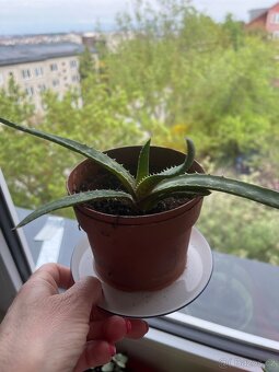Aloe vera - 2