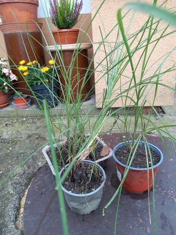 Stáčecí okrasná tráva - 2