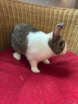 Sameček zakrslého králíčka - 2