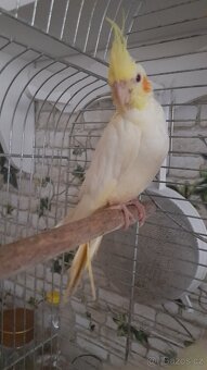 Kakariki a korela - 2