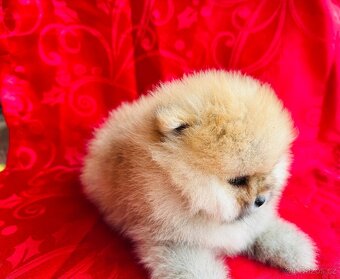 Pomeranian s PP - 2