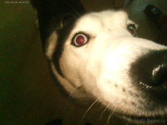 Sibiřský husky kira, prosím přečtěte si popis - 2