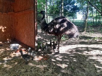 Emu - kuřata - 2