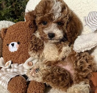 Maltipoo Exkluzivně - 2