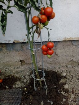 Opora na rajčata - 2