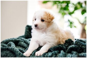 Border Collie, Border Kolia s PP FCI barva ee red - 2