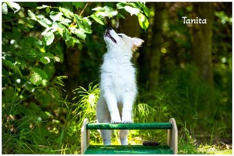 Border Collie, Border Kolia s PP FCI barva ee red - 2