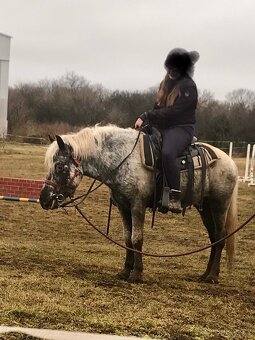 Hrebec pony - 2
