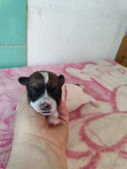 Jack Russell teriér ( Rusel teriér) s PP - 2