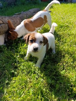 Jack Russell teriér - 2