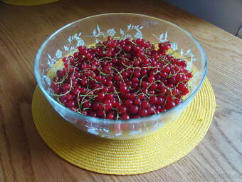 prodám 2-3kg rybízu ze zahradky 1kg/za 100kč - 2