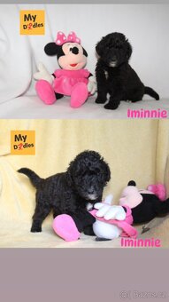 Labradoodle F1B - 2