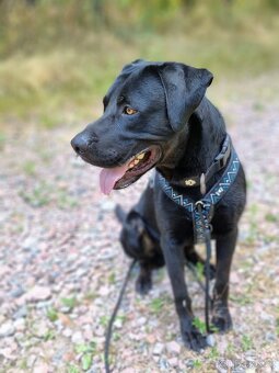 ÁRON K ADOPCI - přátelský akční mazel, vhodný k dětem - 2