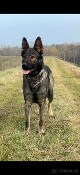 Nabízíme k rezervaci už jen 3 volná štěňátka Německého ovčák - 2