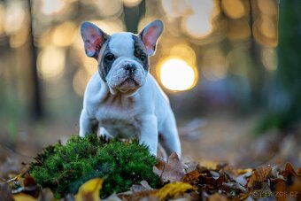 Francouzský buldoček bez PP - 2