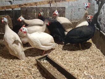 Perličky bílé a fialové - 2