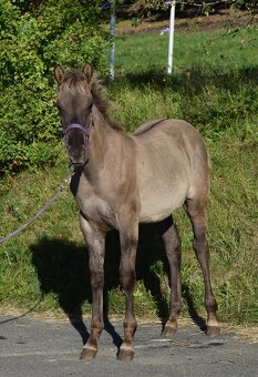 Exkluzivní Quarter horse kobylka - 2