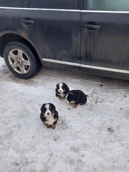 Bernský salašnícky pes - 2