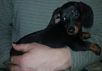 Jezevcik hladkosrsty trpaslici - 2