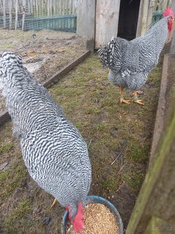 Amroks - kohouti - 2