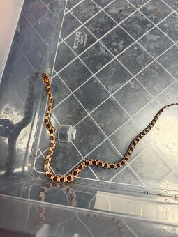 Užovka červená - 2