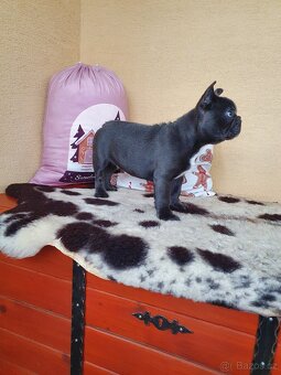 Francouzsky buldoček modrý - 2