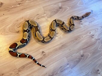 BCC - Boa constrictor constrictor - Surinam - 2