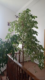 Živý fíkus malolistý - 2