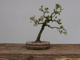 Prodám bonsai, bonsaj - 2