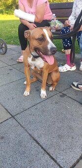 Pitbul - 2