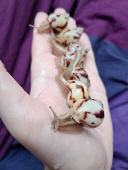 Limicolaria agathina Nigeria - africký šnek - 2